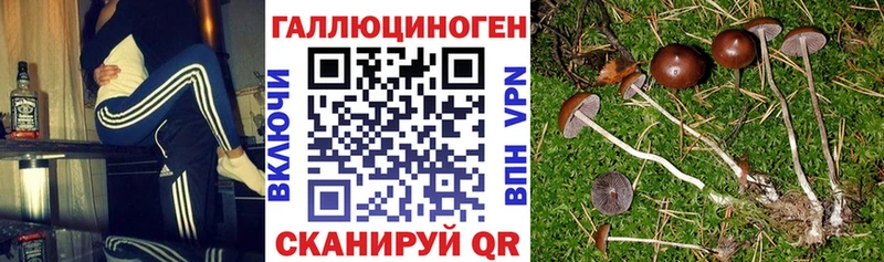 Псилоцибиновые грибы Psilocybe Лихославль